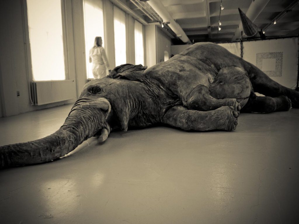 L'éléphant mort au musée