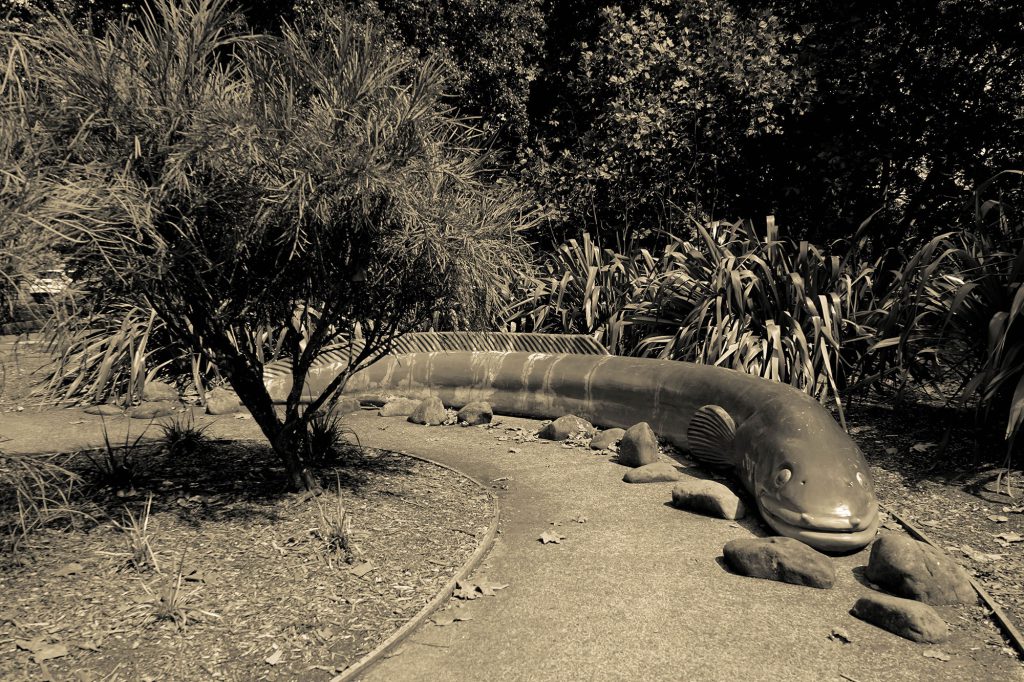 Silure dans un jardin d'enfants d'Auckland